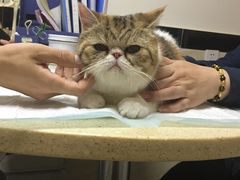 -安安宠医·安宠宠物医院