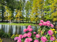 -上海共青森林公园