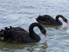 -天津东丽湖风景区