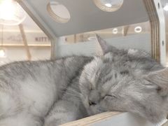 -喵园·猫主题咖啡厅·撸猫·猫咖(国贸店)