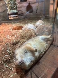 -Zoolung Zoolung动物主题公园(海信广场店)