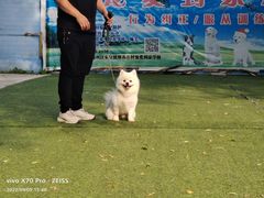 -宠物寄养训练学校
