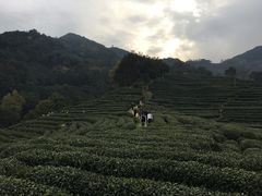 -阿巧茶庄
