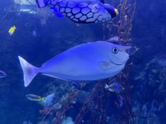 -太平洋海底世界