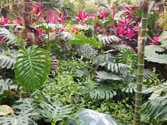 -呀路古热带植物园