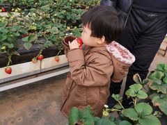 -甜心庄园·甜心草莓采摘园(西青中北店)