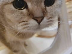 -猫色咖啡·猫咖