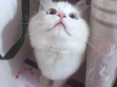 -Bastet sally猫舍购宠(静安店)