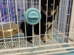 -柴犬小屋·柴餐厅·狗咖食堂(金鼎广场店)