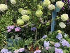 -桂林市花鸟市场