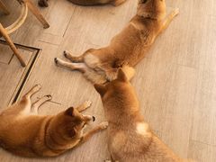 -柴犬高等学院·狗咖·柴犬售卖·宠物训练