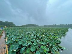 -渌洋湖湿地公园