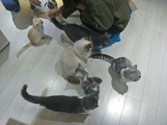 -喵的天空名猫咖啡馆·撸猫·猫舍·用品