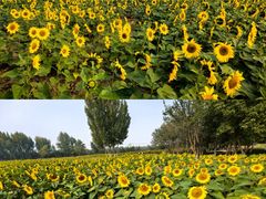 -汉长安城未央宫国家考古遗址公园