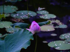 -荔湾湖公园