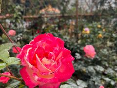 -人民公园(罗湖区)