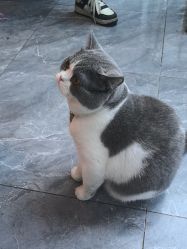 -和木形象