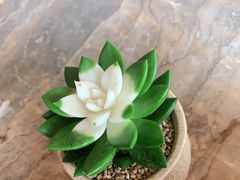 -香厨中餐厅(松北香格里拉店)