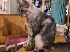 -猫小院猫主题咖啡厅(北锣店)