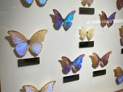 -上海昆虫博物馆