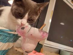 -Cappucimeow猫咪咖啡馆(韦伯时代店)