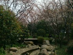 android_upload_pic-高东镇樱花园