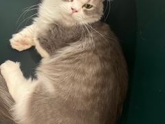 -飞行喵MR PILOT|猫舍·猫咖(静安大融城店)