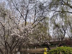 -桃花堤公园
