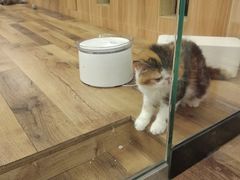 -袖虎·猫馆(体育西路店)