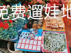 -曲阳花鸟市场(曲阳路店)