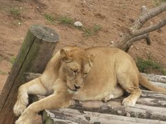 -西霞口神雕山野生动物世界