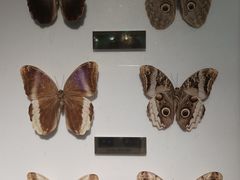 -上海昆虫博物馆