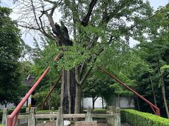 -上海佘山国家森林公园天马山园