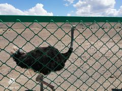 -新疆天山野生动物园