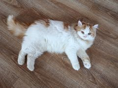 -猫的茶·猫咖