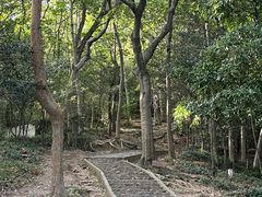 -上海佘山国家森林公园天马山园