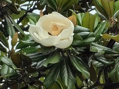 -上海滨江森林公园