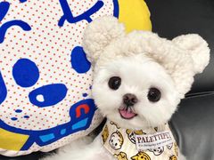-萌宠之家·腊肠犬·马尔泰·小体犬舍