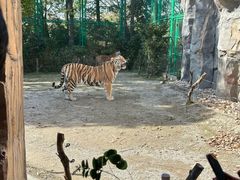 -上海野生动物园老虎餐厅