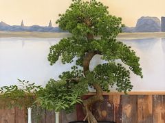 -香雪海·蘇面館(湖滨店)