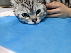 -伟伟宠物医院·CT影像中心·瑞派犬猫综合性门诊(汉口总院)
