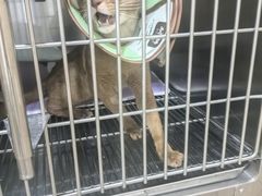 -米苏动物医院·犬猫专科·骨科外科内窥镜