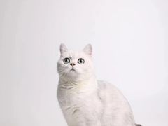 -瑞鹏宠物医院·骨科·猫科·内科(第一中心)