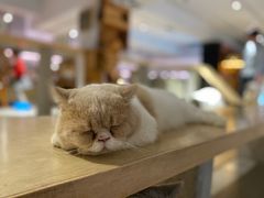 -more than meow吴止猫主题餐厅(承德 中船汇店)