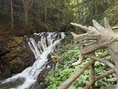 -莫里热带雨林景区