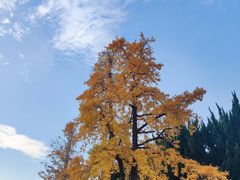 -苏州文庙(姑苏区)