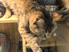 -平行世界·猫咖(首经贸店)