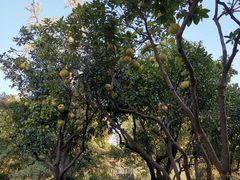 -昆山城市生态森林公园