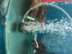 龙虾-聚德福海鲜家常菜(刘庄店)