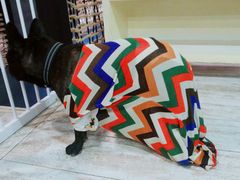 -百好乐宠物友好餐厅(朝外大街店)